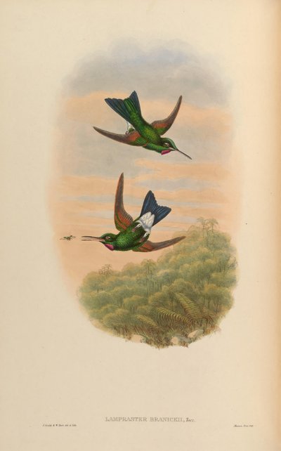 Lampraster branickii = Heliodoxa branickii by John Gould
